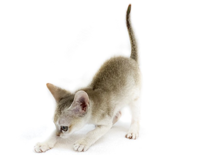 >成猫時の体重は2~4kg 世界最小クラスの極小CAT！ | シンガプーラ （16-14） - 横浜 今宿店