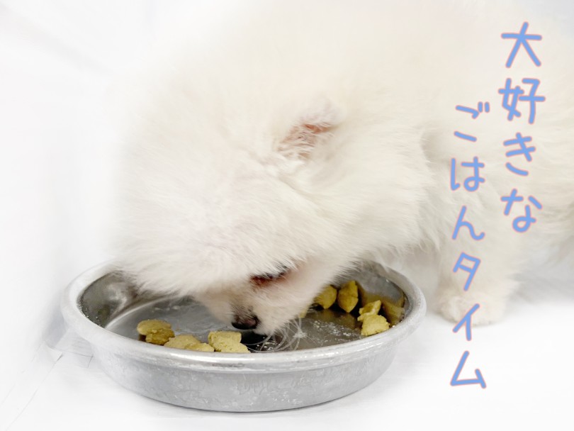 入店初日から驚くほどの食べっぷり | ポメラニアン （09-6） - 板橋 志村坂下店