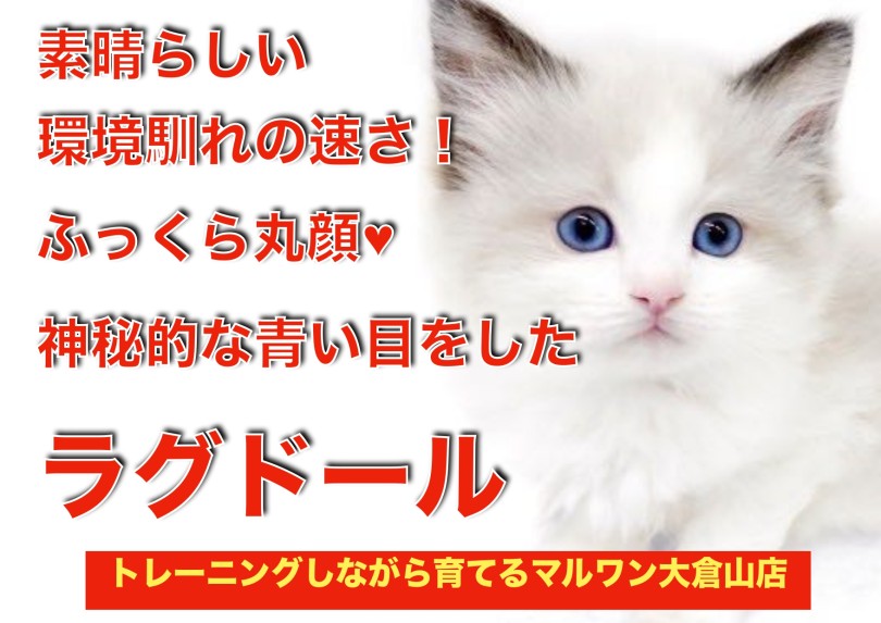 【 ラグドール 】横浜ナンバーワンの可愛さ！丸顔・青い目・環境馴れ抜群の男の子！