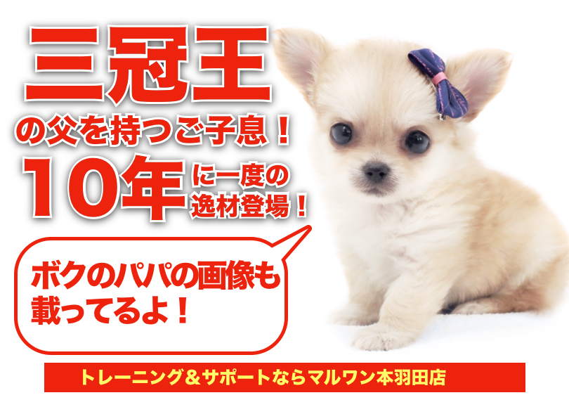【 チワワ・父親画像あり 】パパは三冠王！史上最高の小さめチワワ登場！