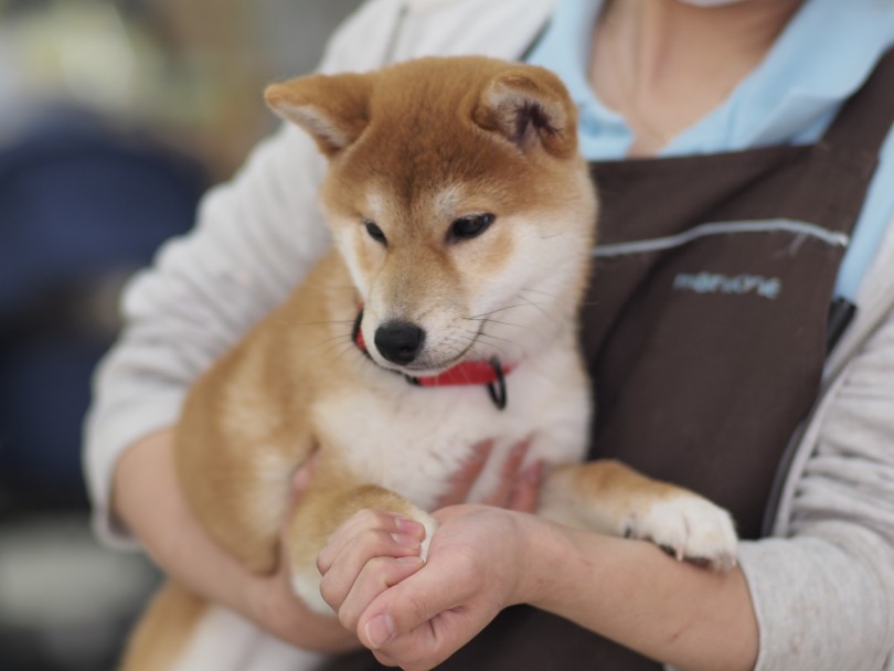 前足を触っても嫌がらないようにする | 柴犬お迎えガイド＆育てるポイント - 横浜 大倉山店