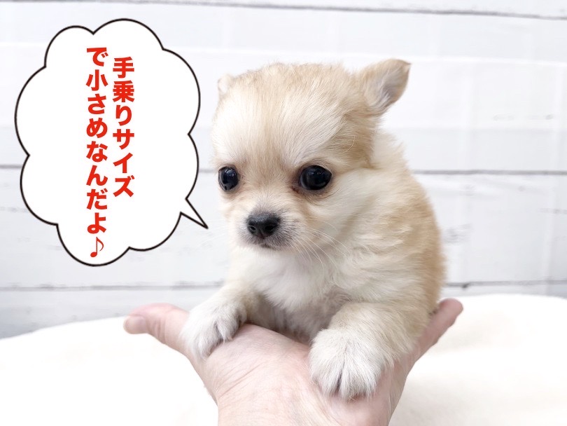 成犬時の予想体重は1.5~3.0kg | チワワ （05-12） - 本羽田店