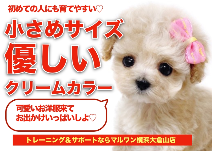【 トイプードル 】優しいクリームカラーの小さめサイズプーちゃん！
