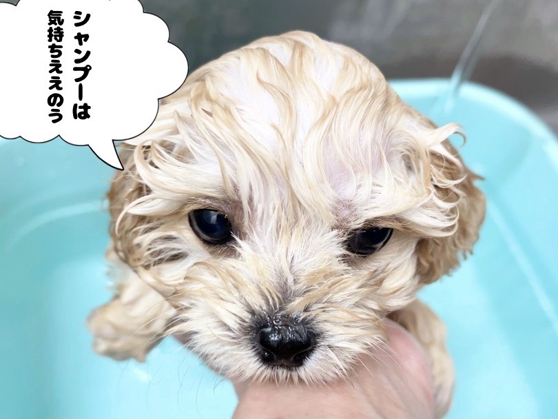 シャンプー工程の極意は「すすぎ」にあり！ | MIX犬 キャバプー （05-11） - 本羽田店