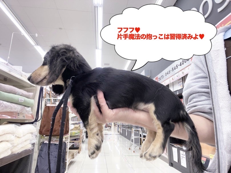 全くブレず片手でも安定感バッチリ！ | カニンヘン・ダックスフント （6131212） - 横浜 大倉山店