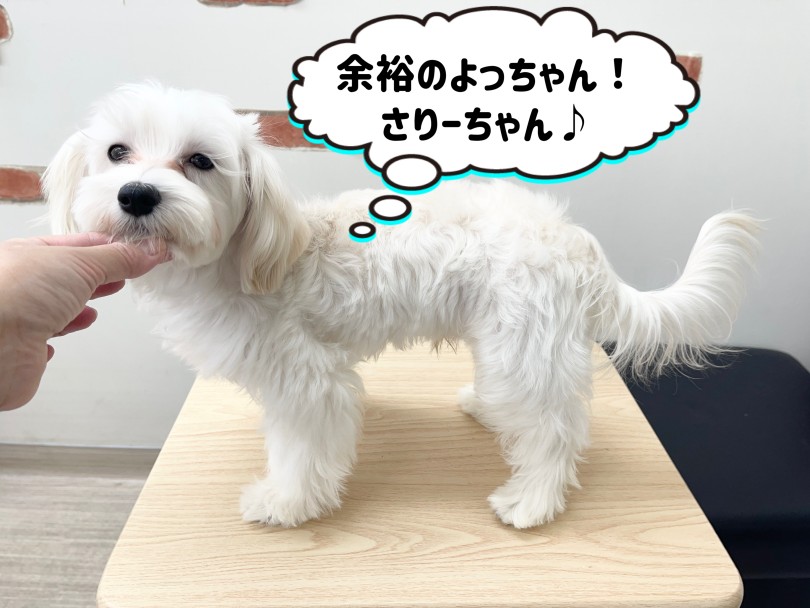 トリミングの時に必要なTPトレーニングも完璧! | MIX犬 マルプー (6131204) - 本羽田店