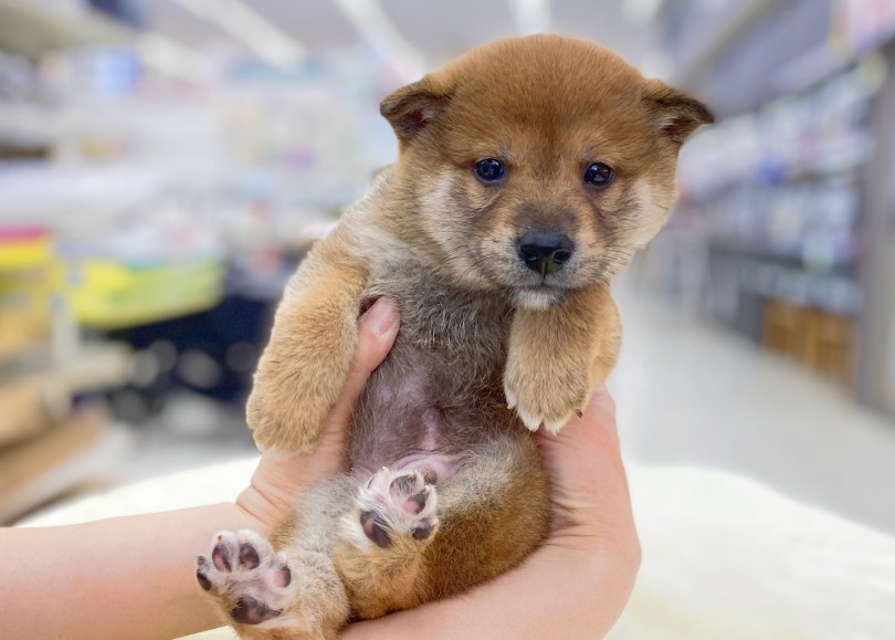 両親共に8kgなので将来的に同じくらいになると予想 | 柴犬 （06-30） - 横浜 大倉山店