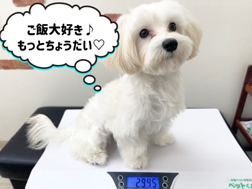 お手入れ馴れしたワンコに育てる! | MIX犬 マルプー (6131204) - 本羽田店