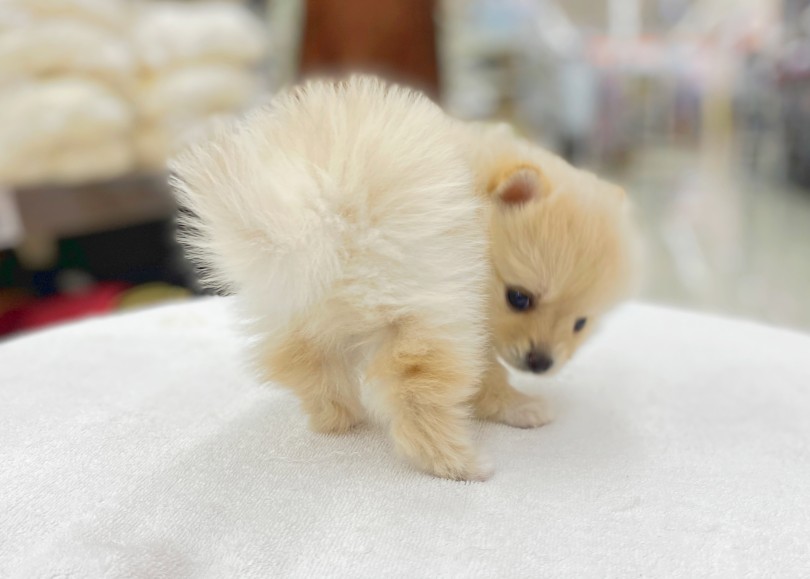 お迎え後のサポートにも力を入れています | ポメラニアン （06-19） - 横浜 大倉山店