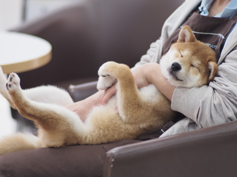 生後4ヶ月を過ぎた柴犬ちゃんに必要なトレーニング2つ！ | 柴犬お迎えガイド＆育てるポイント - 横浜 大倉山店