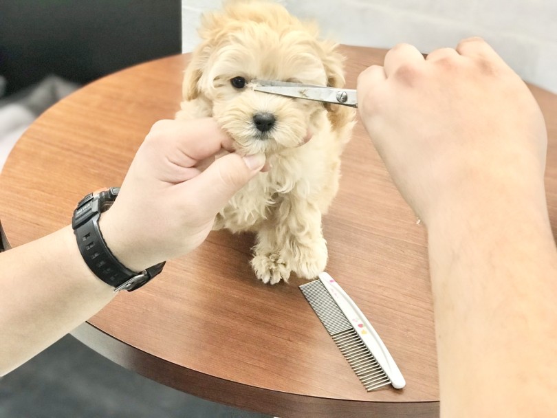 トリミング頻度について | MIX犬 マルプー (10-7) - 東日暮里店