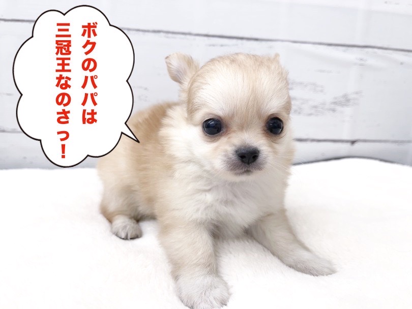 数百頭に一頭の確率の血統の持ち主 | チワワ （05-12） - 本羽田店