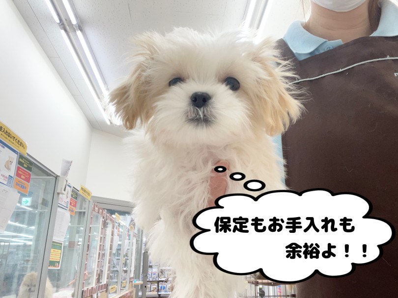 耳そうじは大切！教えて！外耳炎ってどんな病気？ | 愛犬＆愛猫の健康管理 お耳のお手入れ事情 - 本羽田店