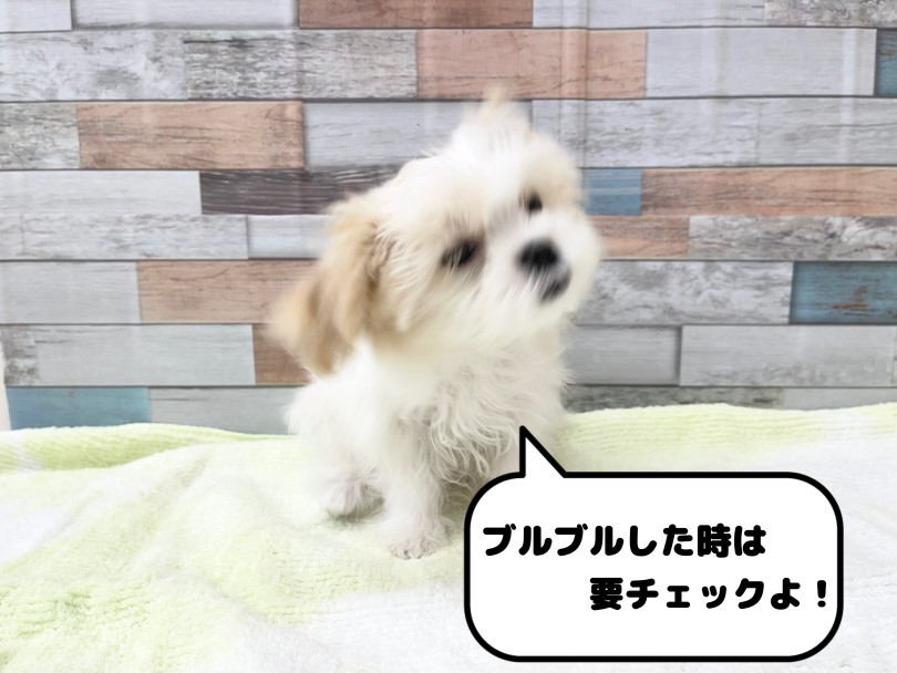 こんな時は要チェック！ | 愛犬＆愛猫の健康管理 お耳のお手入れ事情 - 本羽田店