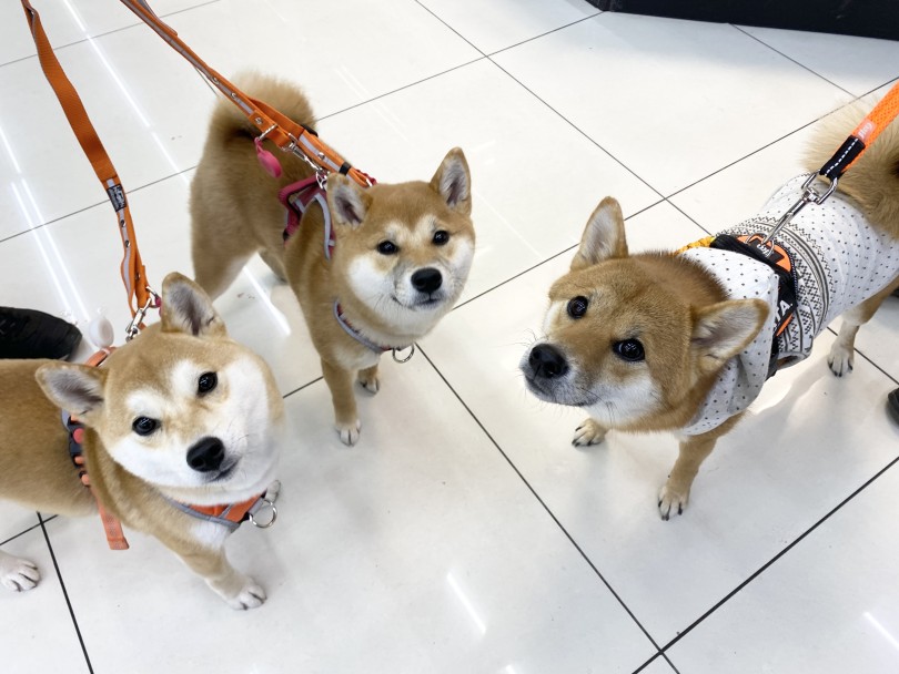 卒業生のりま・ふぃら・ひなたの大倉山じょしーば♪ | 柴犬お迎えガイド＆育てるポイント - 横浜 大倉山店