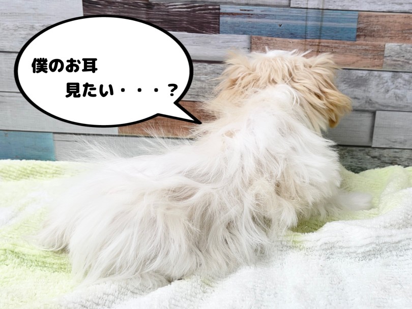 お耳のトラブルどうして発症するの？原因は？ | 愛犬＆愛猫の健康管理 お耳のお手入れ事情 - 本羽田店