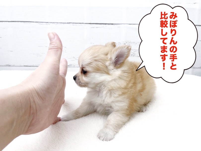 是非！会いにいらしてくださいませ♡ | チワワ （05-12） - 本羽田店