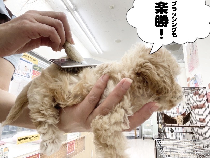 大人しくできる抱っこのトレーニングをマスターしています | MIX犬 キャバプー （05-11） - 本羽田店