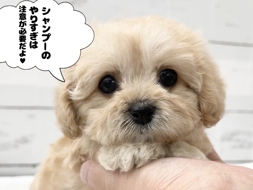 シャンプーの頻度は月に1〜2回程度でOK | MIX犬 キャバプー （05-11） - 本羽田店