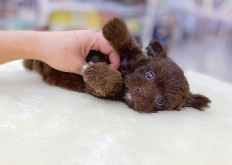 物怖じしないフレンドリーな性格！ | MIX犬 チワプー （06-24） - 横浜 大倉山店