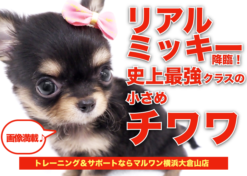 【 ブラックタンチワワ 】もはやリアルミッキー！驚愕の可愛さにカメラが止まらん！