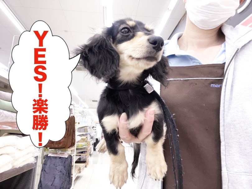 魔法の抱っこトレーニング | カニンヘン・ダックスフント （6131212） - 横浜 大倉山店