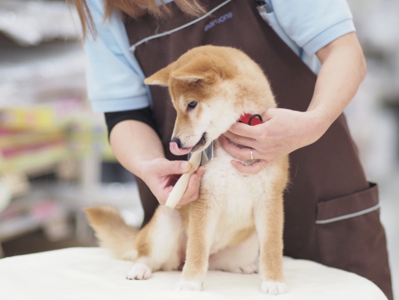 換毛期だけは毎日のブラッシングがおすすめ！ | 柴犬お迎えガイド＆育てるポイント - 横浜 大倉山店