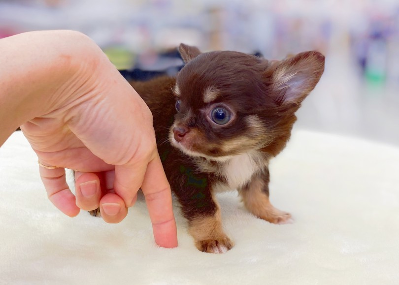 足短いっ！！永遠の赤ちゃん体型！ | チワワ （06-29） - 横浜 大倉山店