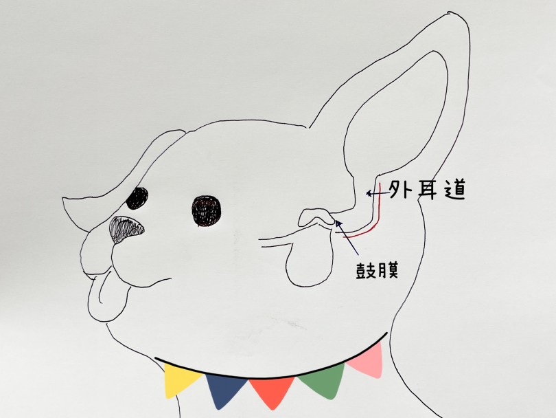 ワンちゃんのお耳の構造を絵に描いてみました | 愛犬＆愛猫の健康管理 お耳のお手入れ事情 - 本羽田店