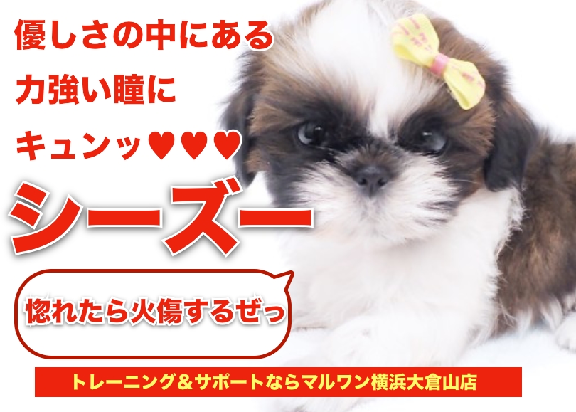 【 シーズー 】優しさの中にある男らしさ！力強い瞳にキュン！！！