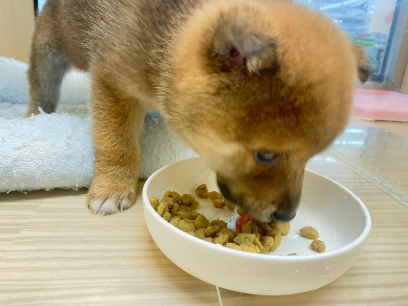 たくさん食べて立派に大きくな〜れ♪ | 柴犬 （06-30） - 横浜 大倉山店
