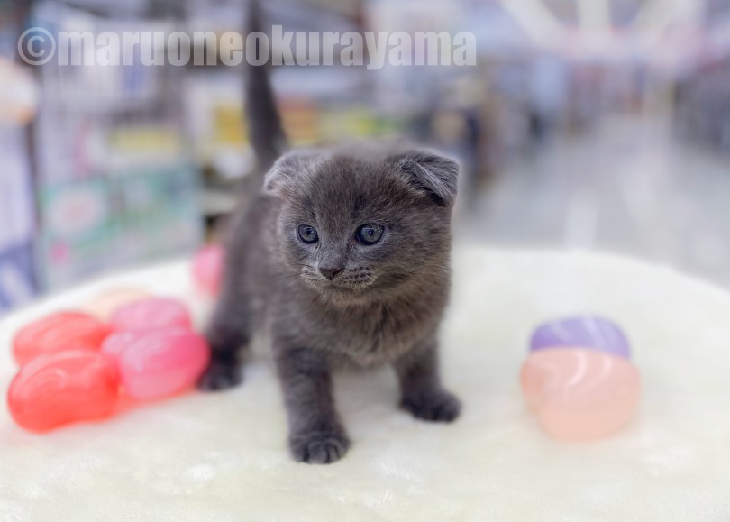 「初めて猫ちゃんをお迎えする」方にも育てやすい子だと思います♪ | スコテッシュフォールド （06-25） - 横浜 大倉山店