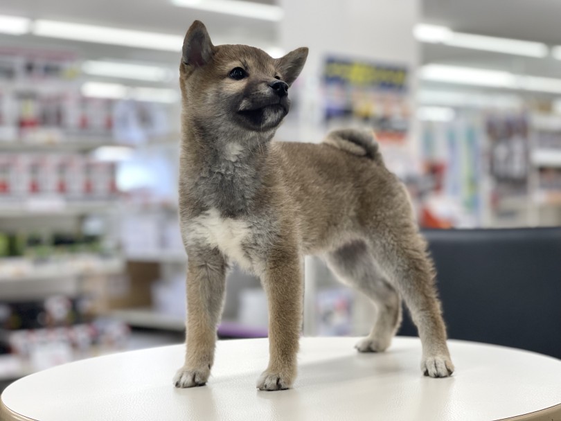 可愛さとカッコ良さを持っている最強柴子♪ | 柴犬 （05-6） - 本羽田店