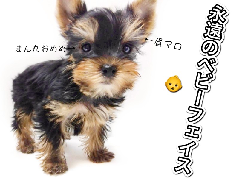 可愛いのは体型だけじゃない！ | ヨークシャーテリア （04-16） - さいたま 武蔵浦和店