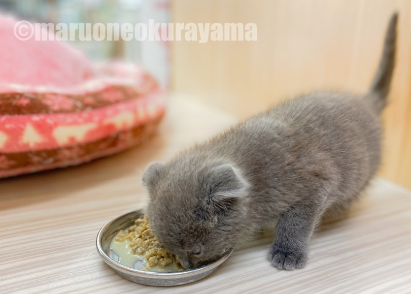 ごはんもしっかりと食べます | スコテッシュフォールド （06-25） - 横浜 大倉山店