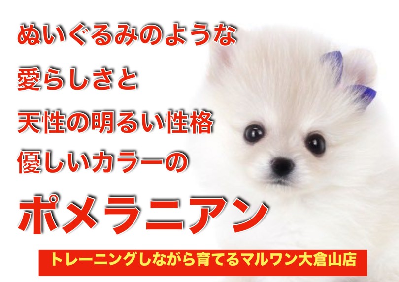 【 ポメラニアン 】超弩級の愛らしさ！小さめサイズのクリームポメが大倉山に登場！