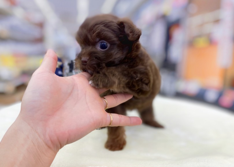 チワプーちゃんはこんな人におすすめ！ | MIX犬 チワプー （06-24） - 横浜 大倉山店