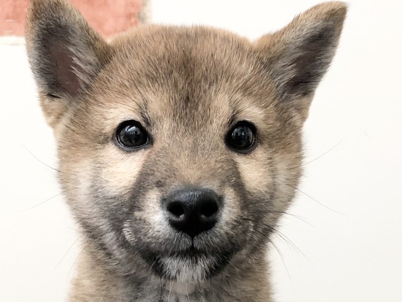 お顔のドアップ | 柴犬 （05-6） - 本羽田店