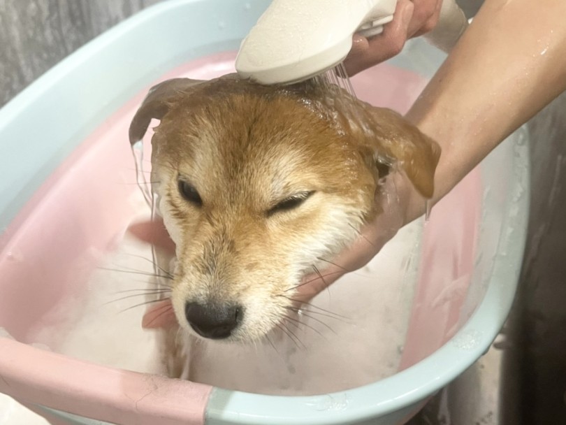 やりすぎ注意！！シャンプーは月1回 | 柴犬お迎えガイド＆育てるポイント - 横浜 大倉山店