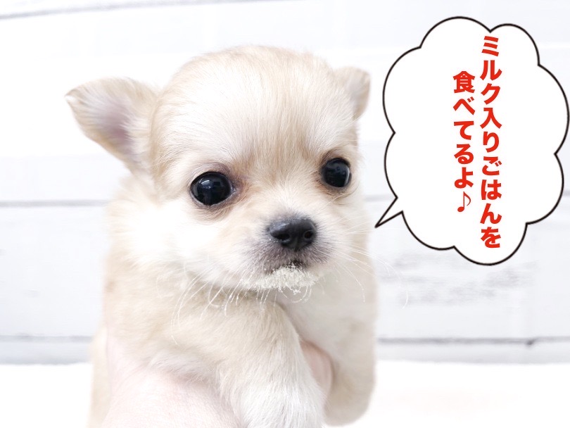 体は小さくても食欲旺盛！ | チワワ （05-12） - 本羽田店