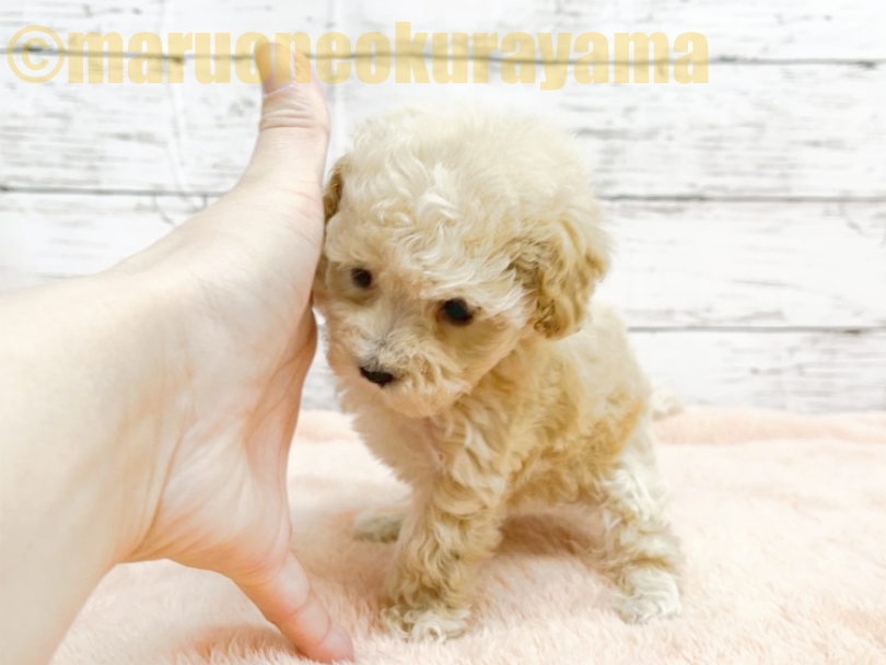 育てやすい犬種特性と私達のサポートがあるので初めてのワンちゃんとの生活を検討している方にもおすすめしております♡ | トイ・プードル （06-26） - 横浜 大倉山店