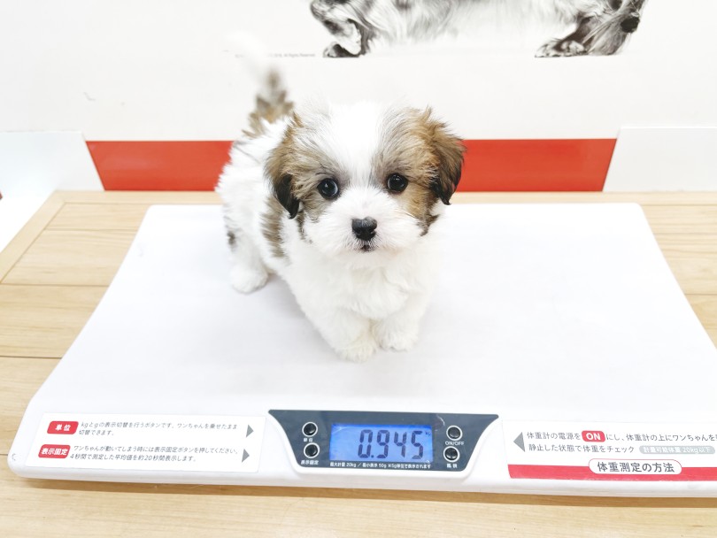 生後65日時点での体重は945g | MIX犬 マルジャック （18-48） - 横浜 元町店