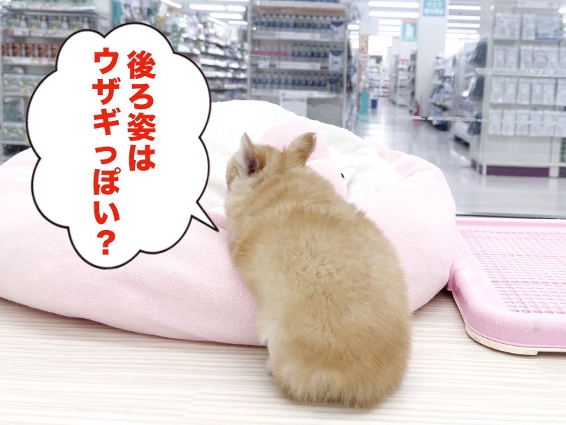 アップルヘッドにちょこんとついたお耳 | チワワ （05-12） - 本羽田店