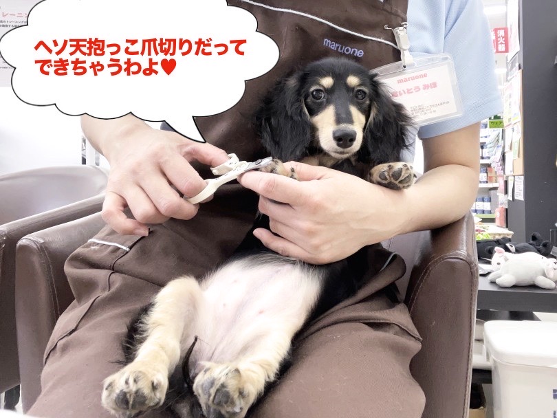 余裕のカメラ目線が可愛い♡ | カニンヘン・ダックスフント （6131212） - 横浜 大倉山店