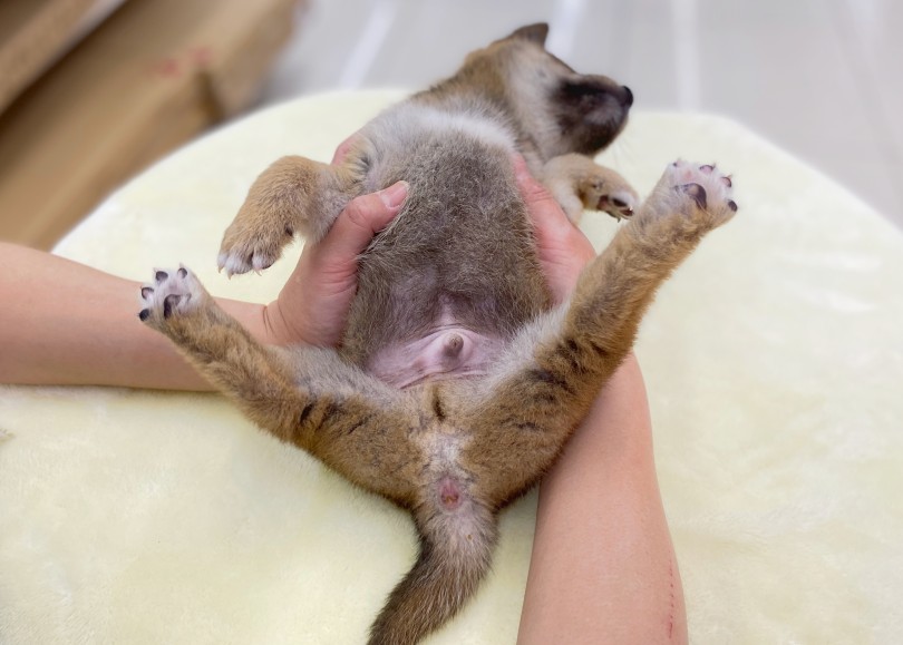柴犬ちゃんはこんな人におすすめ！ | 柴犬 （06-30） - 横浜 大倉山店