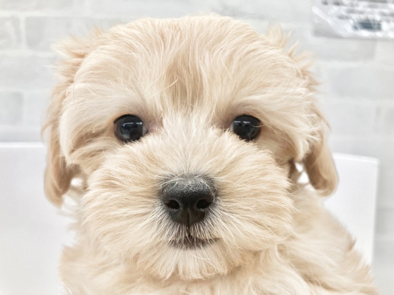 お散歩デビューはポカポカの春! | MIX犬 マルプー (10-7) - 東日暮里店