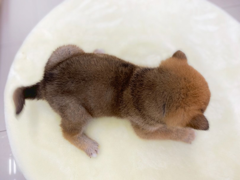 まさかの超希少な胡麻系赤柴？！ | 柴犬 （06-30） - 横浜 大倉山店