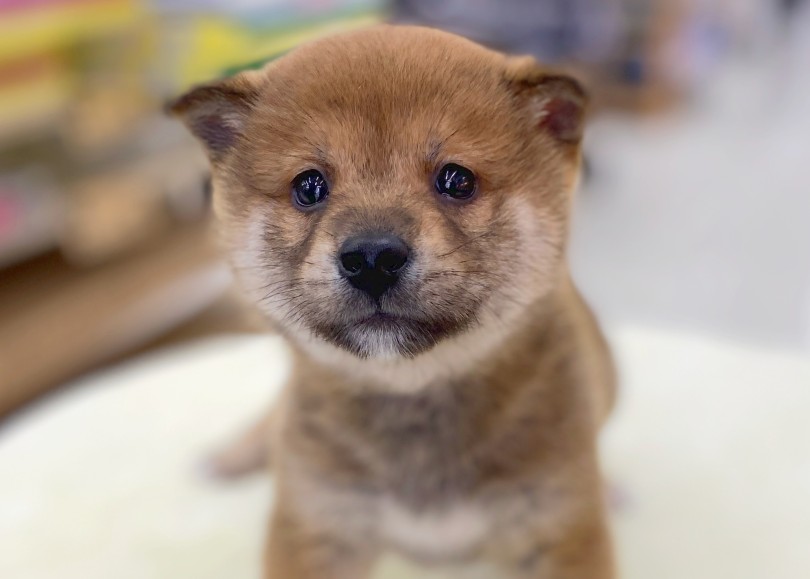 素晴らしいほどにキレイな丸顔！ | 柴犬 （06-30） - 横浜 大倉山店