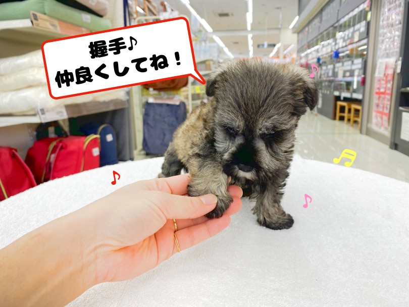 ガッチリした骨格と筋肉質な体型をしています | ミニチュア・シュナウザー （06-20） - 横浜 大倉山店