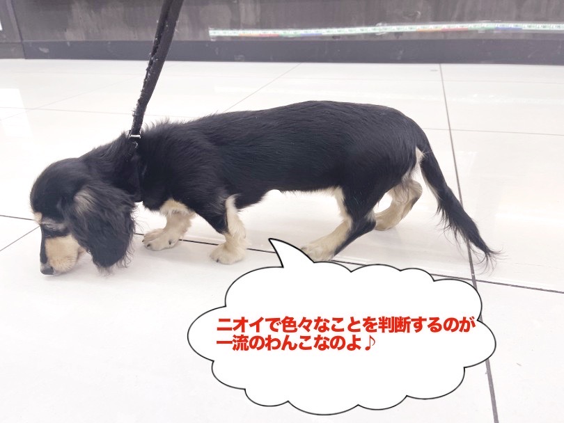 リードウォークやオスワリ、マテなどのトレーニングも頑張っています♪ | カニンヘン・ダックスフント （6131212） - 横浜 大倉山店